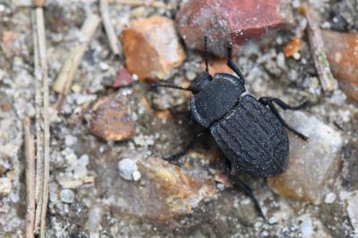 <i>Asida sabulosa</i>