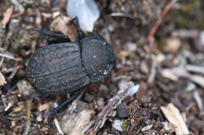 <i>Asida sabulosa</i>