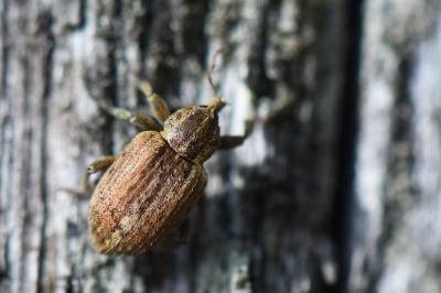 <i>Hypera postica</i>
