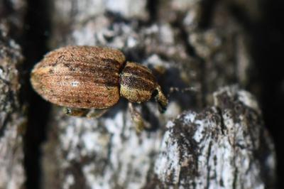 <i>Hypera postica</i>