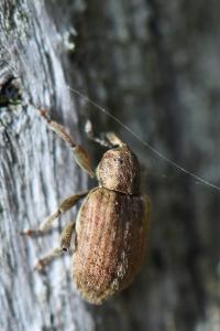 <i>Hypera postica</i>