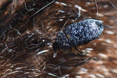 <i>Dermestes murinus</i>