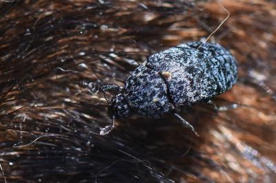 <i>Dermestes murinus</i>
