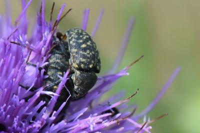 <i>Larinus turbinatus</i>