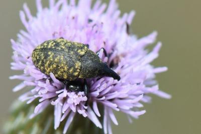 <i>Larinus turbinatus</i>