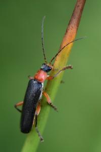 <i>Cantharis pellucida</i>