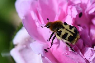<i>Trichius gallicus</i>