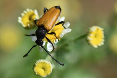 <i>Stictoleptura fulva</i>