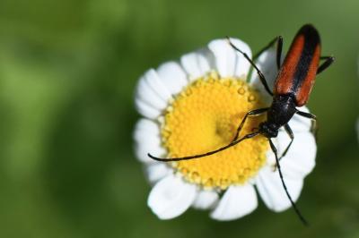 <i>Stenurella melanura</i>