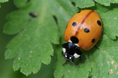 <i>Coccinella septempunctata</i>