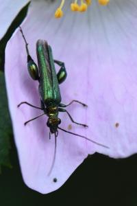 <i>Oedemera nobilis</i>