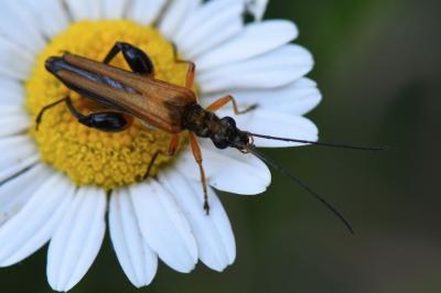 <i>Oedemera podagrariae</i>