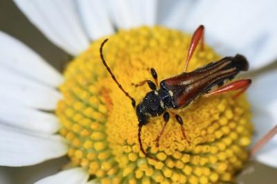 <i>Stenopterus rufus</i>