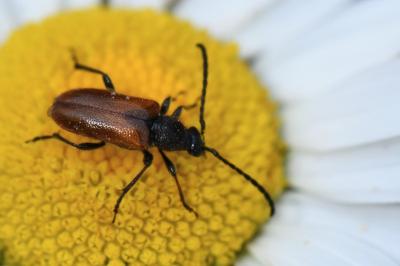 <i>Pseudovadonia livida</i>