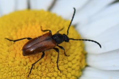<i>Pseudovadonia livida</i>