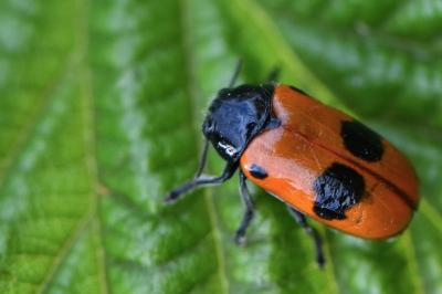 <i>Clytra laeviuscula</i>