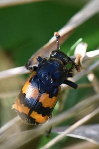 <i>Nicrophorus vespillo</i>