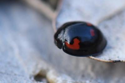 Exochomus quadripustulatus