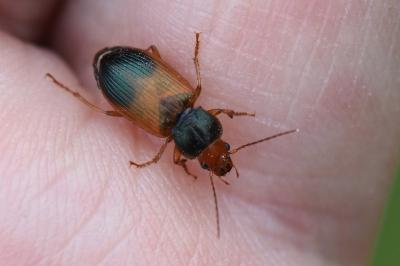 <i>Diachromus germanus</i>