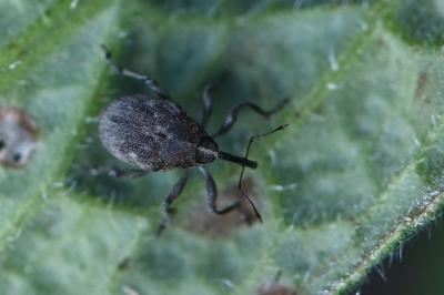 <i>Mogulones raphani</i>
