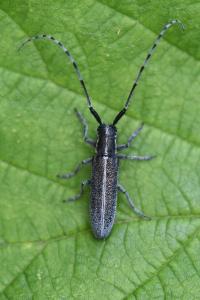 <i>Agapanthia cardui</i>