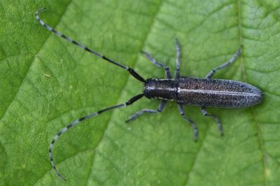<i>Agapanthia cardui</i>