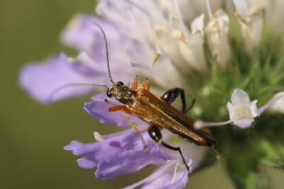 <i>Oedemera podagrariae</i>