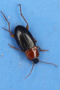 <i>Calathus melanocephalus</i>