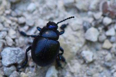 <i>Timarcha goettingensis</i>