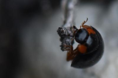 <i>Parexochomus nigromaculatus</i>
