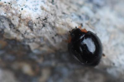 <i>Parexochomus nigromaculatus</i>