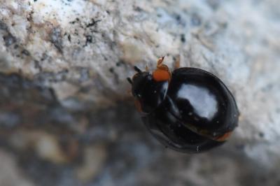 <i>Parexochomus nigromaculatus</i>