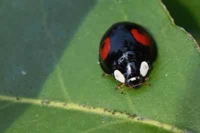 <i>Harmonia axyridis</i>
