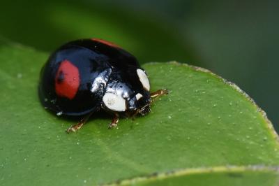 <i>Harmonia axyridis</i>