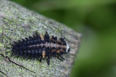 <i>Exochomus quadripustulatus</i>