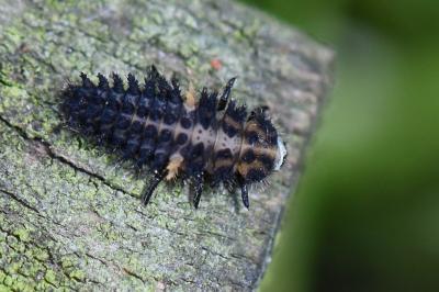 <i>Exochomus quadripustulatus</i>