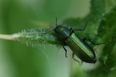 <i>Psilothrix viridicoerulea</i>