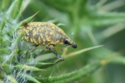 <i>Larinus turbinatus</i>