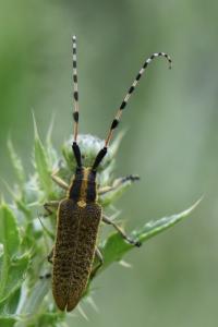 <i>Agapanthia dahli</i>