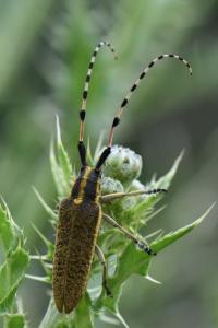 <i>Agapanthia dahli</i>