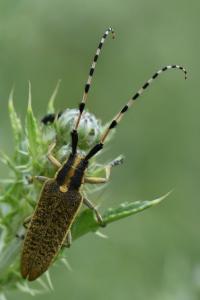 <i>Agapanthia dahli</i>
