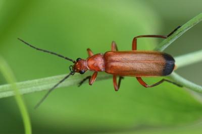 <i>Rhagonycha fulva</i>