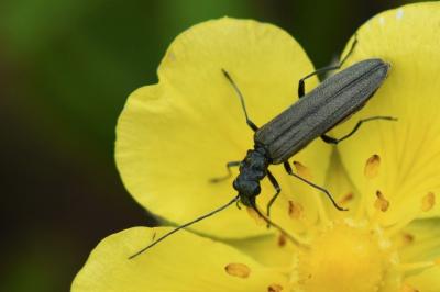 <i>Oedemera lurida</i>