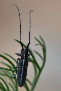 <i>Agapanthia cardui</i>