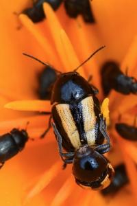 <i>Cryptocephalus vittatus</i>