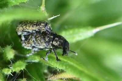 <i>Rhinocyllus conicus</i>
