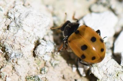 Hippodamia variegata