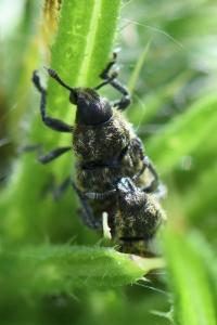 <i>Rhinocyllus conicus</i>