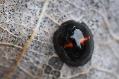 Chilocorus bipustulatus