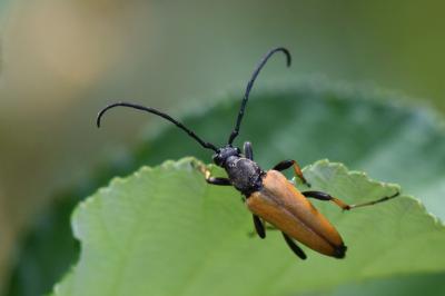 <i>Stictoleptura rubra</i>